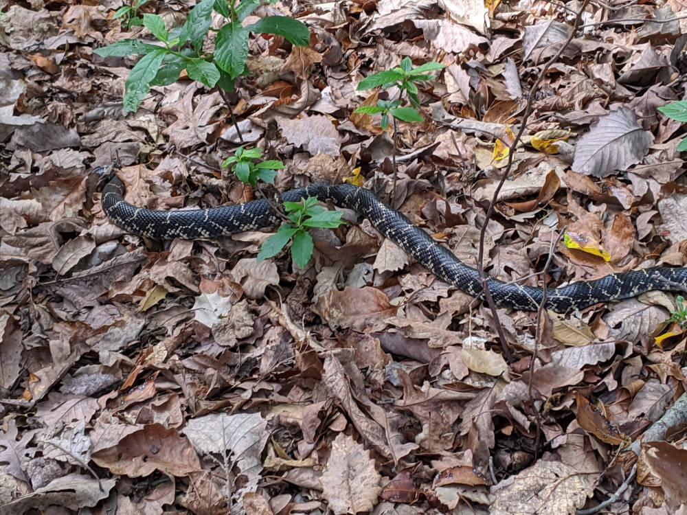 King Snake